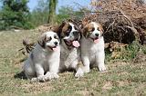 SAINT BERNARD 002